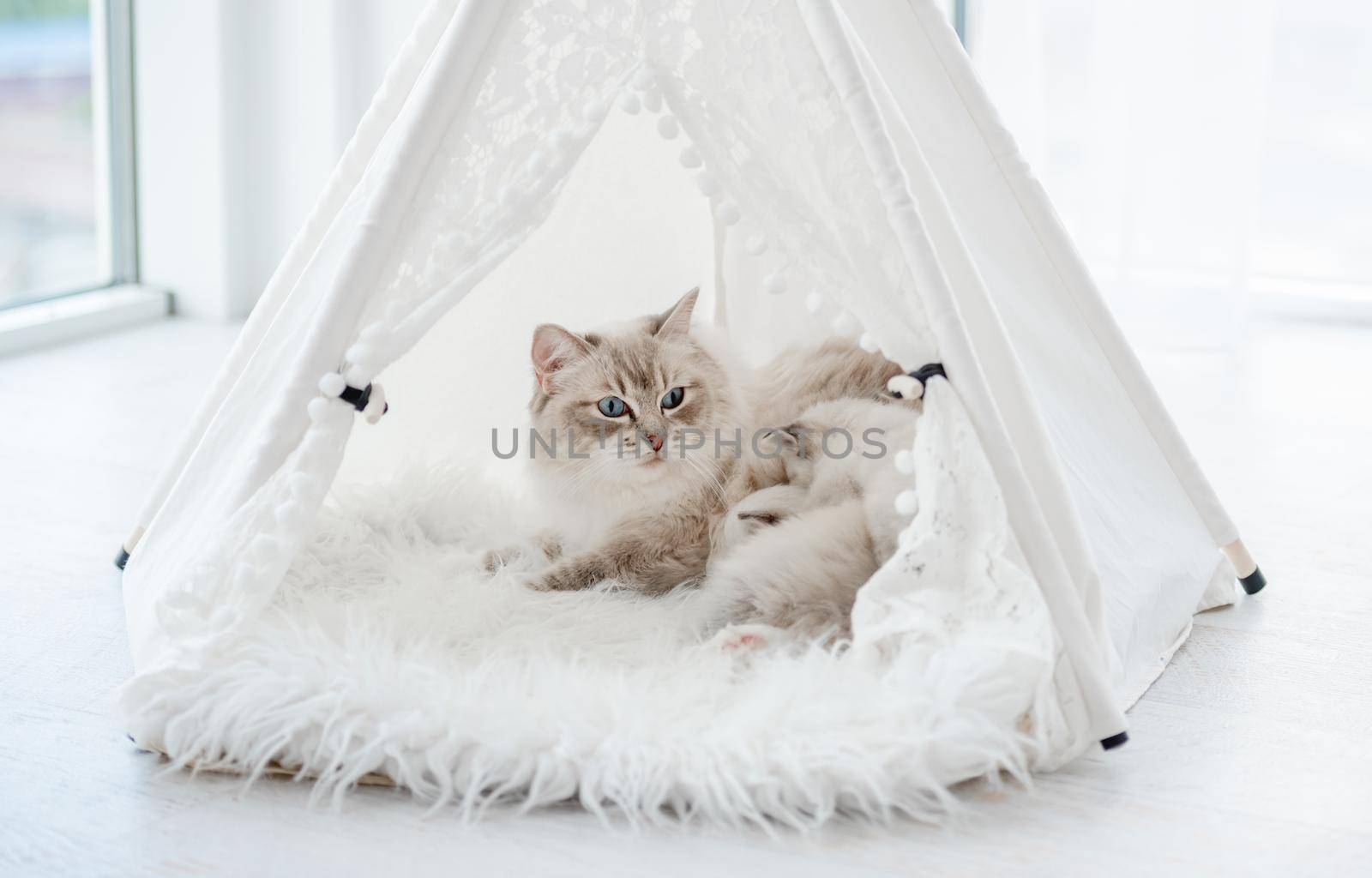 Ragdol cat mother with beautiful blue eyes lying with her sleeping kittens inside white curtain tent on fur close to window. Adorable purebred feline family with kitty