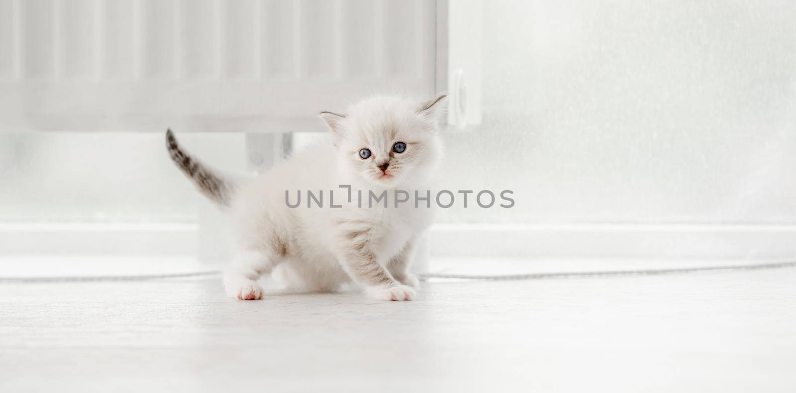 Adorable fluffy ragdoll kitten standing isolated on blurred white background and looking back. Cute little kitty in light room with daylight. Horizontal portrait of purebred small cat