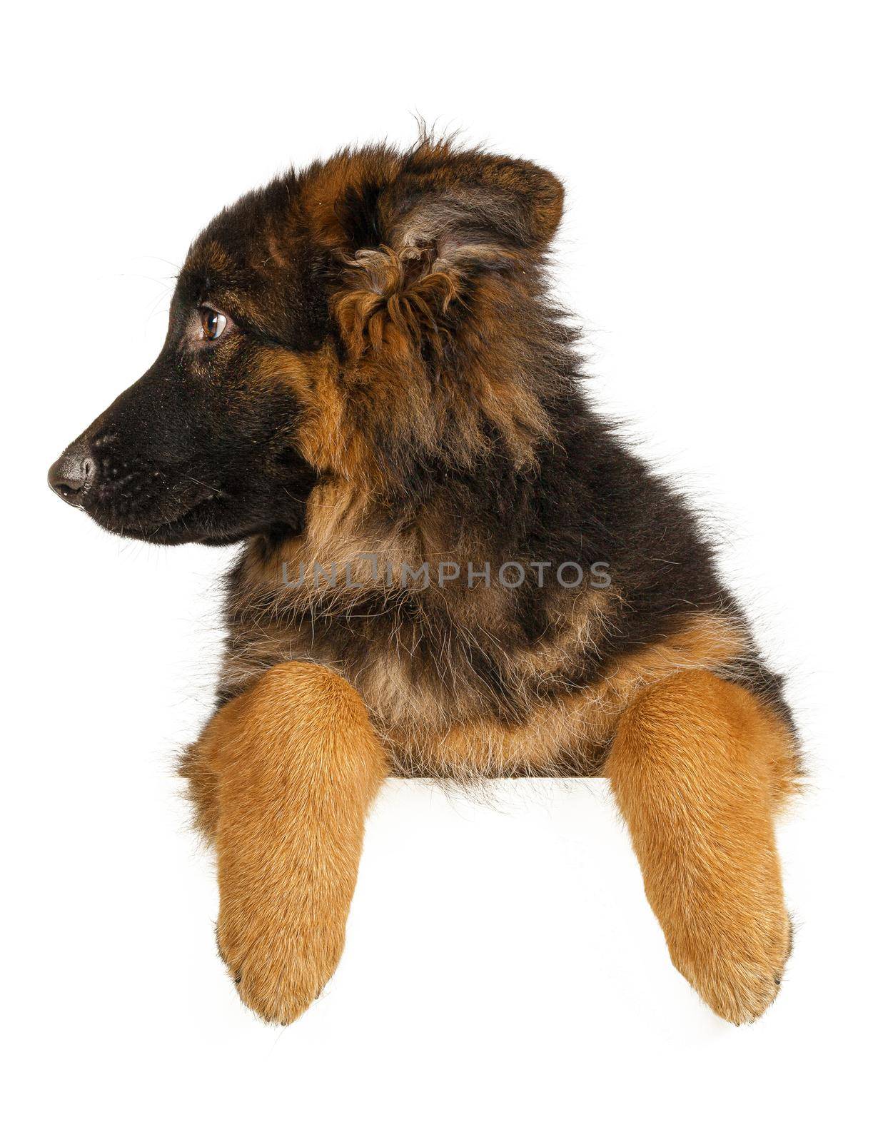 Puppy German Shepherd holding a banner isolated on a white background by Fabrikasimf