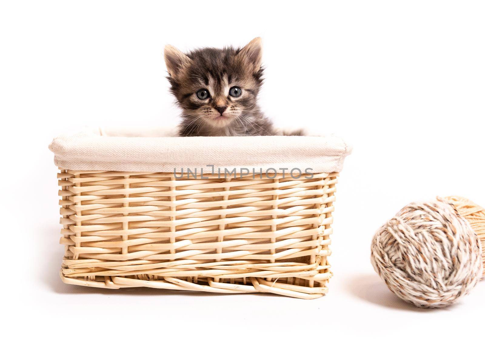 fluffy kitten in a basket isolated on white background