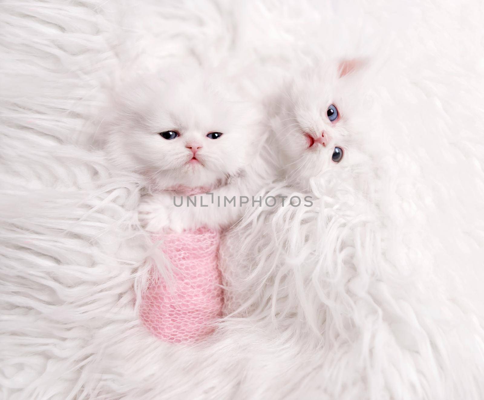 two newborn Scottish fluffy kittens on white fur