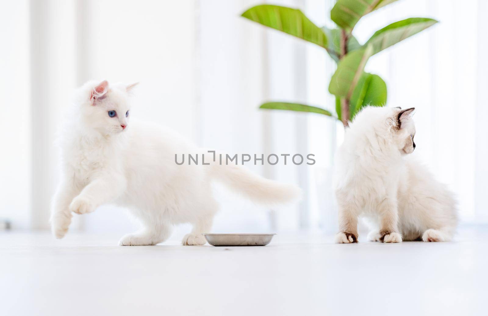 Two lovely fluffy white ragdoll cats standing close to bowl after eating feed in light room with green plant on background. Pair of beautiful purebred feline pets outdoors with food