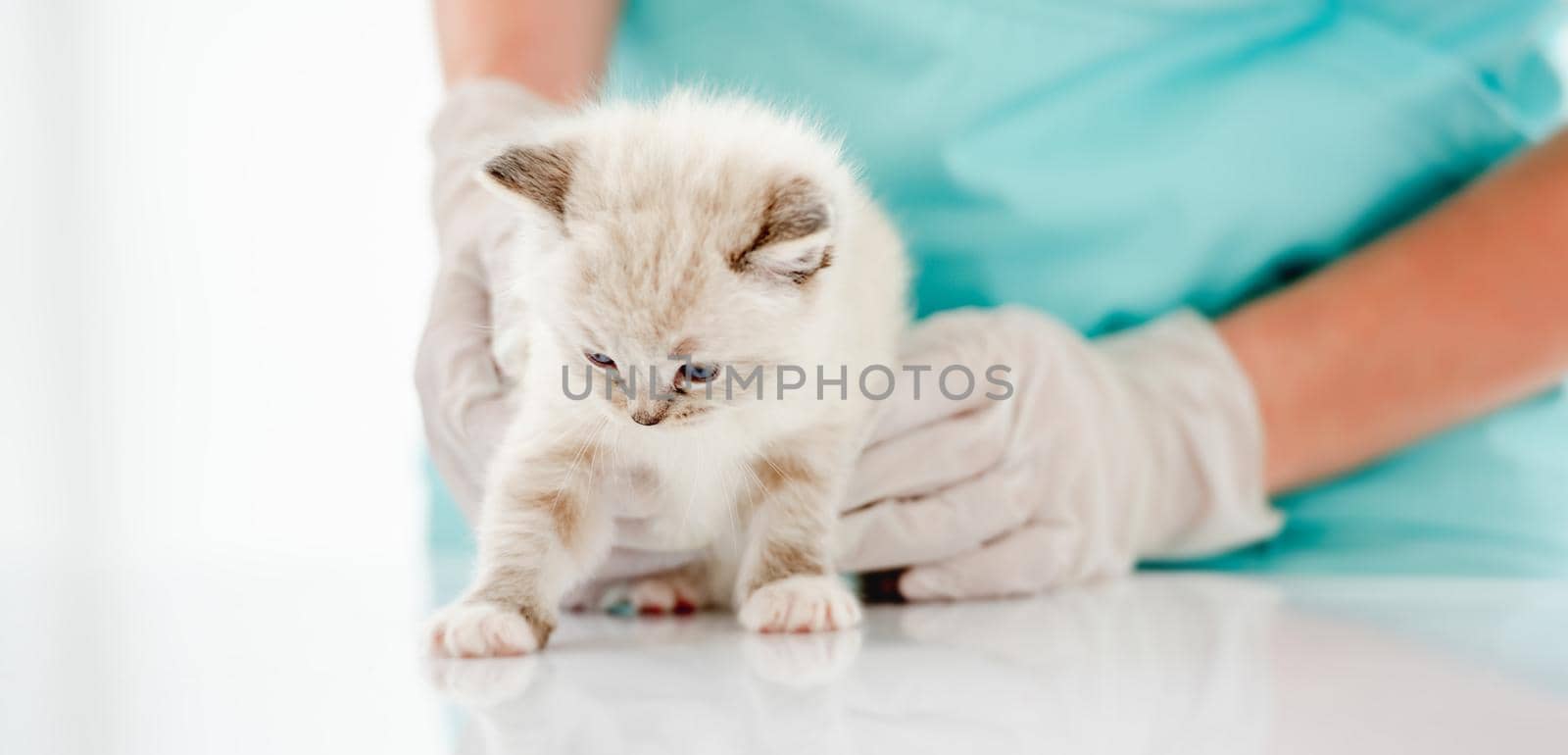 Closeup portrait of cute furry ragdoll kitten standing at medical table during examining at vet clinic. Woman veterinarian cares about little purebred kitty at hospital
