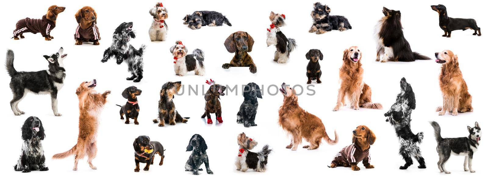 set photo of dogs of different breeds isolated on white background