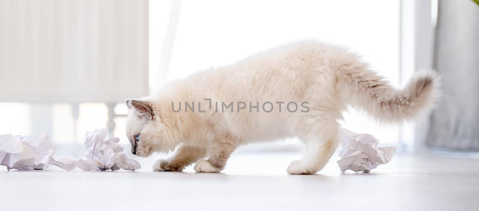 Adorable fluffy white ragdoll cat playing with paper balls on the floor in light room and looking at the camera with blue eyes. Lovely cute purebred feline pet outdoors with toys