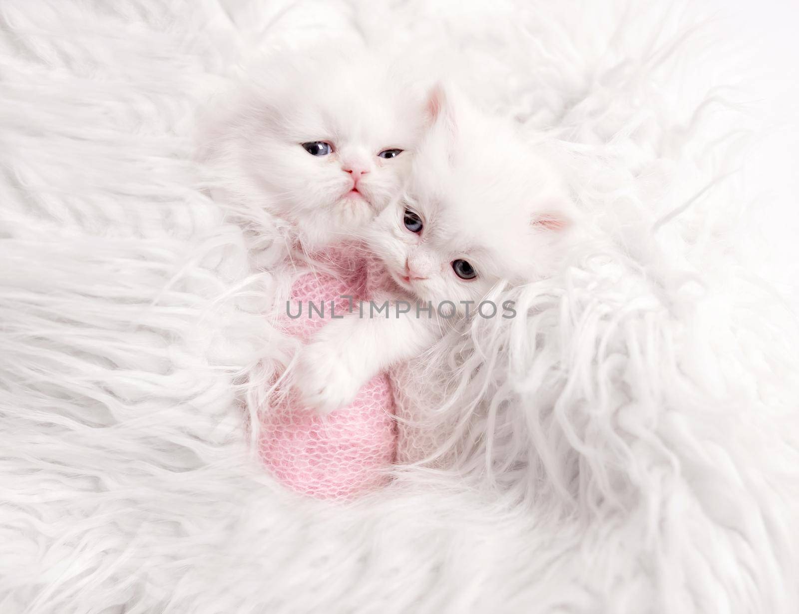 two newborn Scottish fluffy kittens on white fur