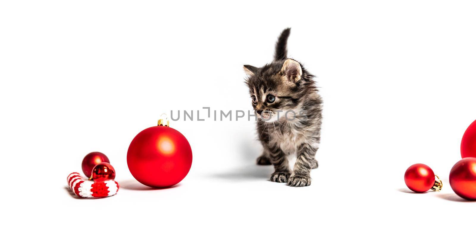 Small furry kitten with red balls isolated on whute background