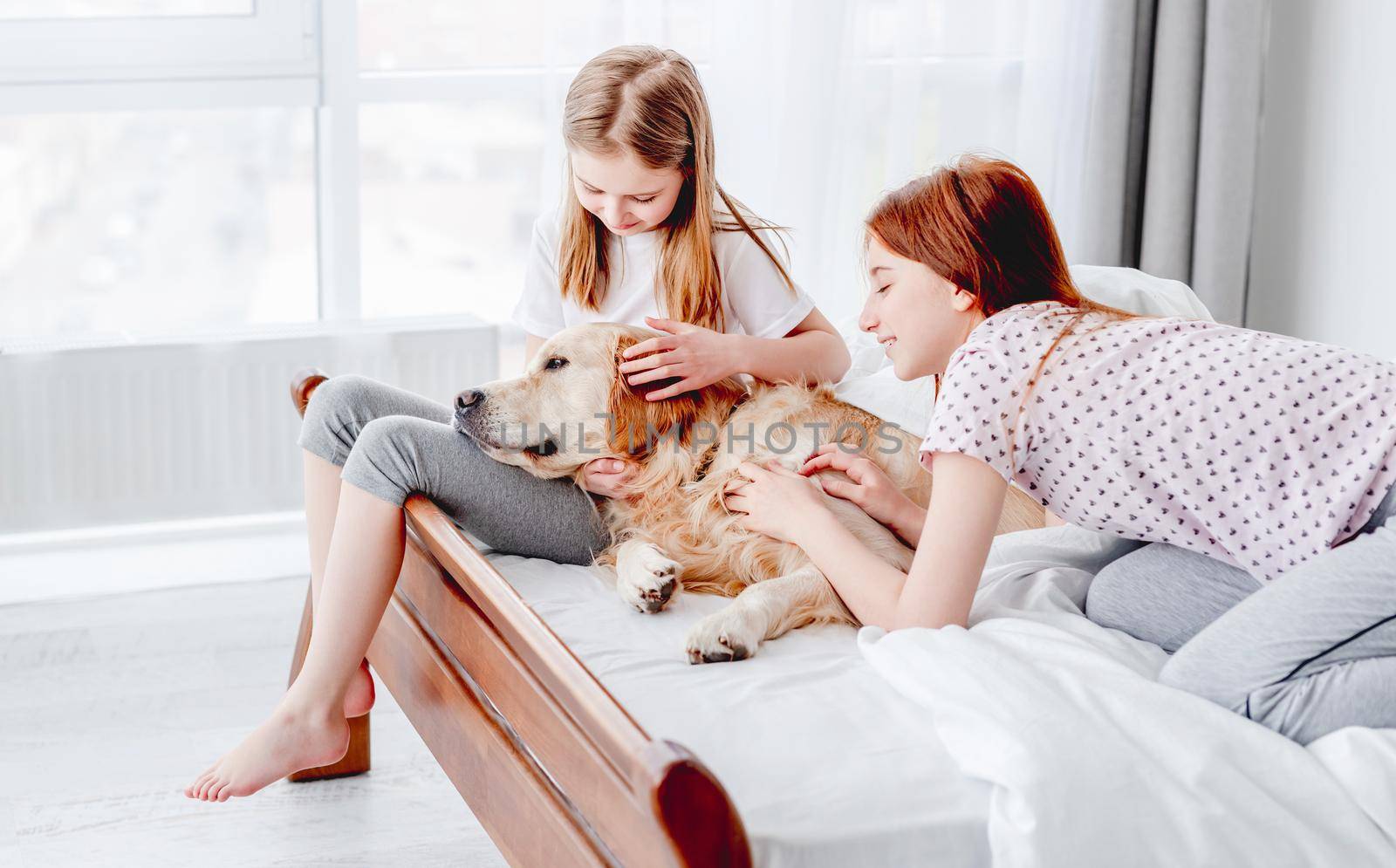 Golden retriever dog sleeping on legs of little girl in the bed. Two sisters staying at home with pet doggy and petting him. Domestic animal with owners