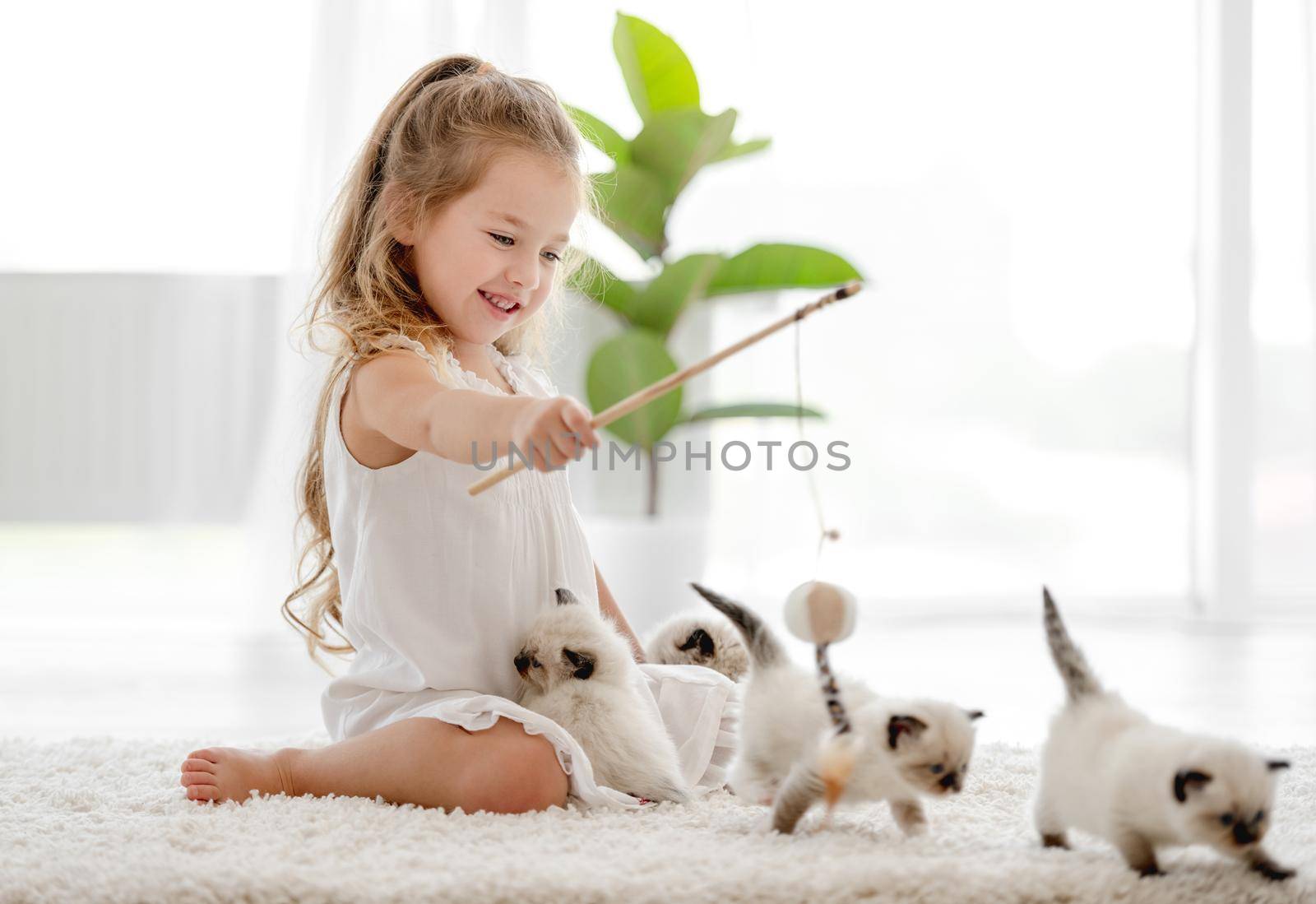 Child girl playing with ragdoll kittens at home. Little female person happy with kitty pets indoors