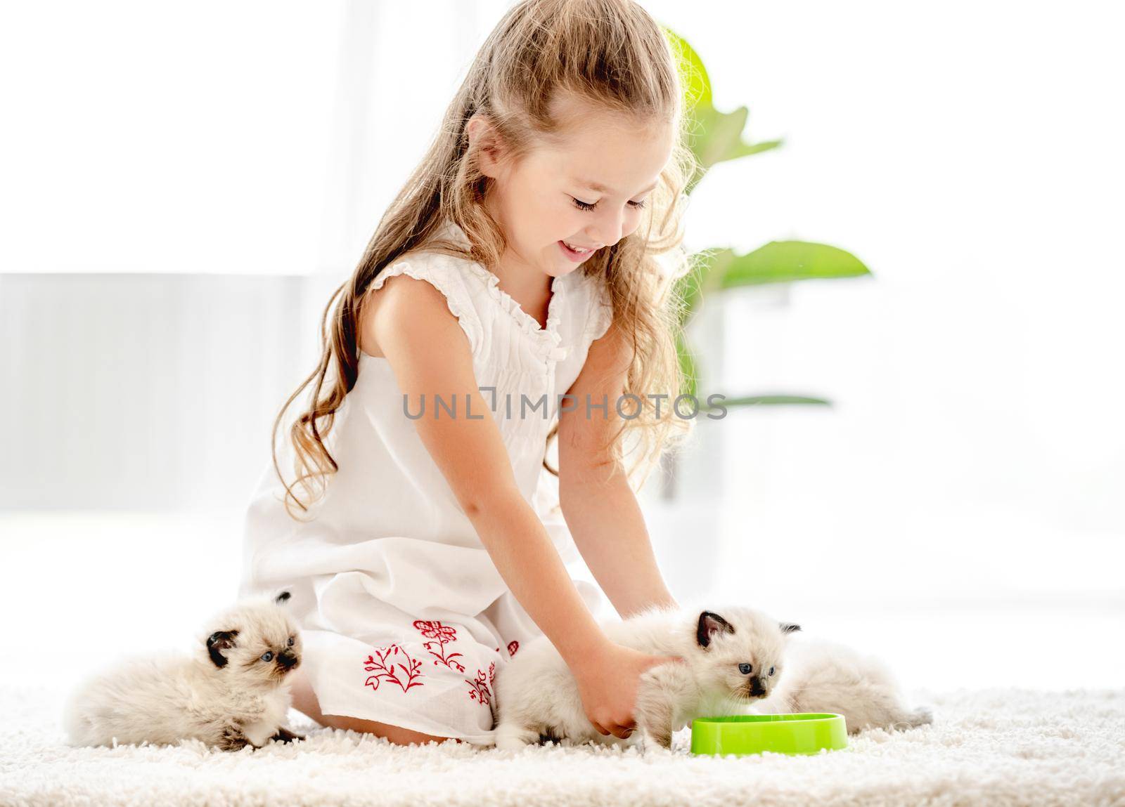 Beautiful child girl feeding ragdoll kittens from bowl indoors. Little female person cares about kitty pets at home