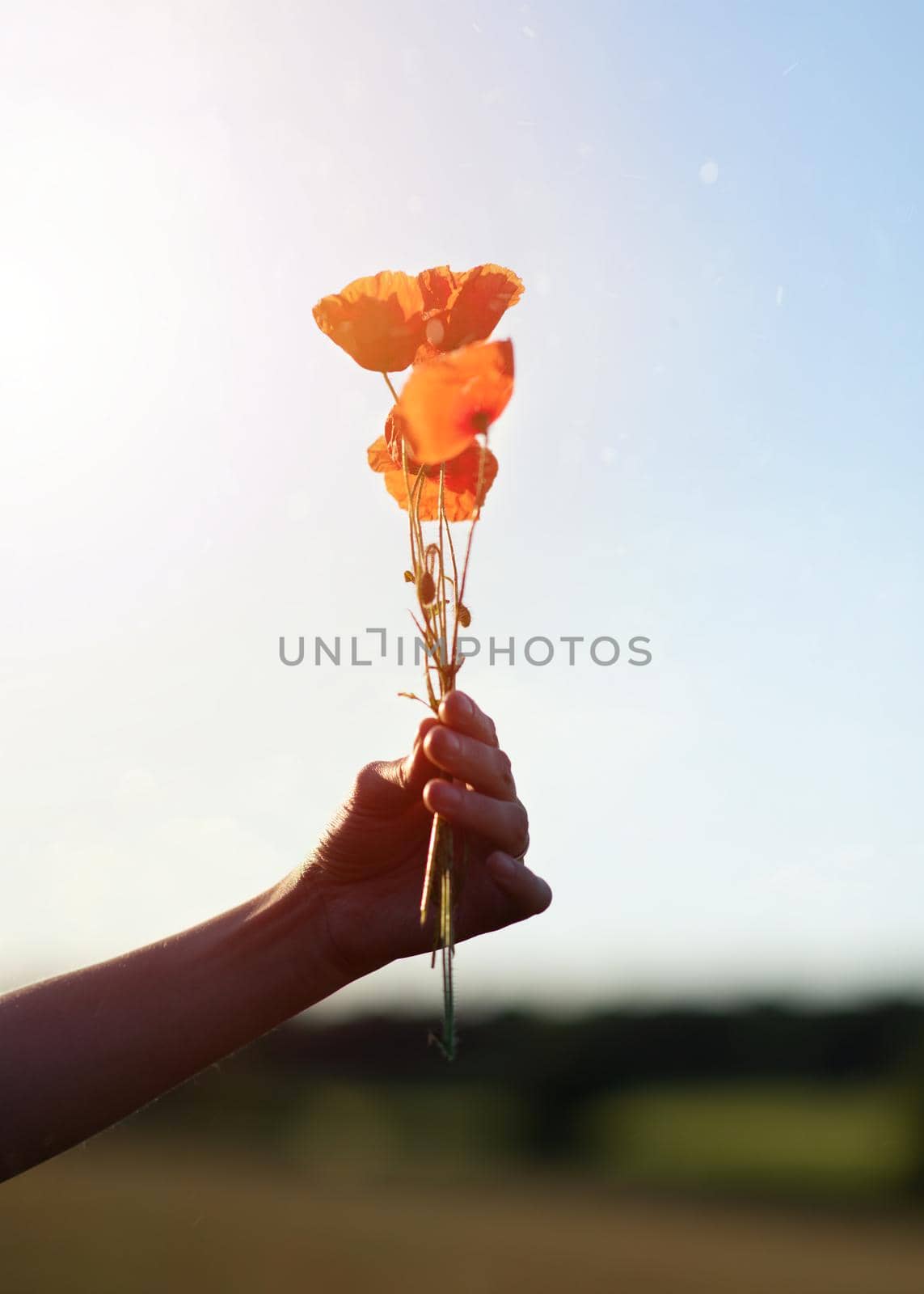 a few red poppies in hand against the sky in the summer sunshine by Iryna_Melnyk