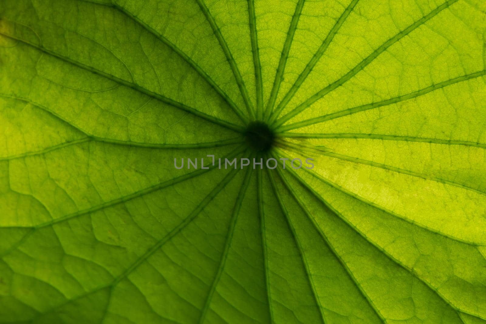 Lotus leaf texture. by thanumporn