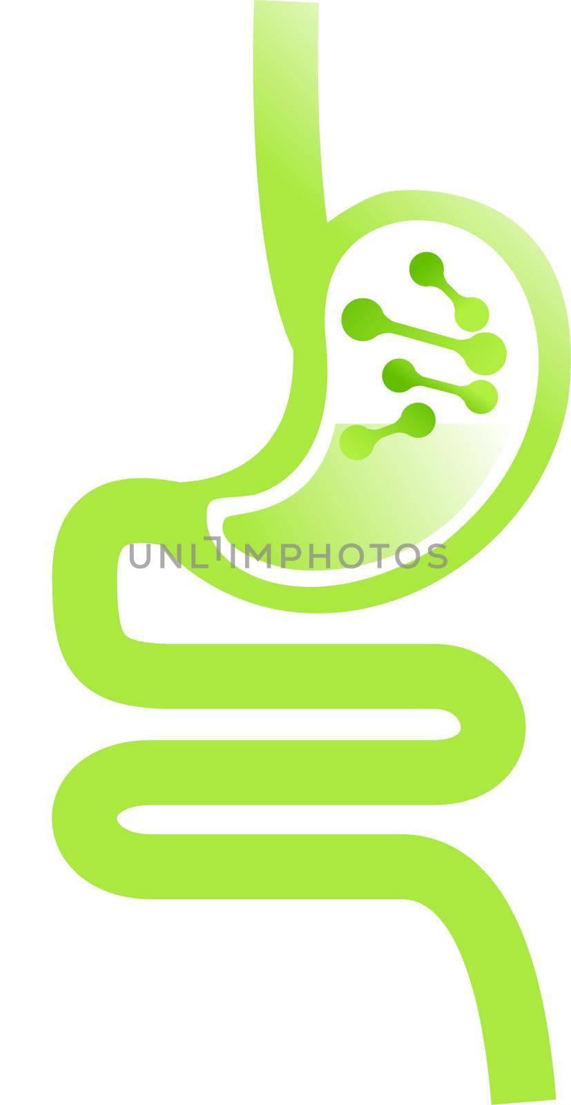 Gastrointestinal tract. Intestines, guts, stomach. Digestive tract.stomach icon. illustration. by thanumporn