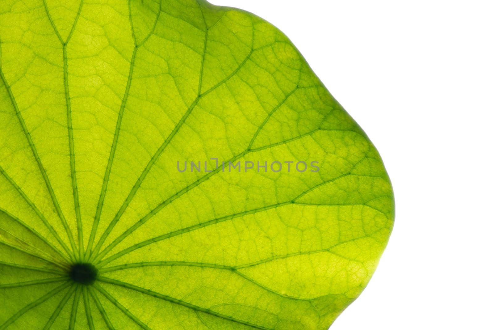 Lotus leaf texture. by thanumporn