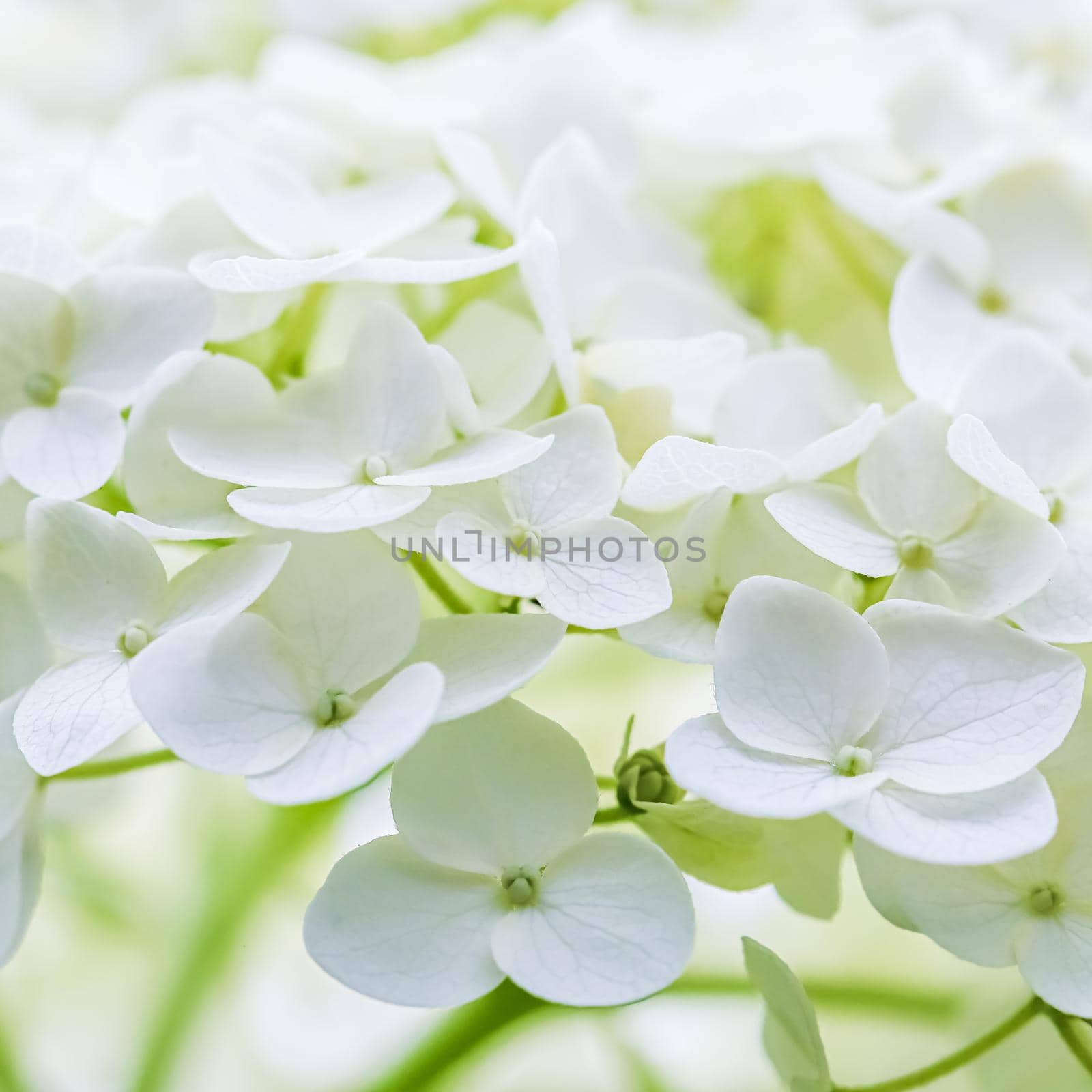 Background of white flowers. Hydrangea or hortensia in blossom. by Olayola