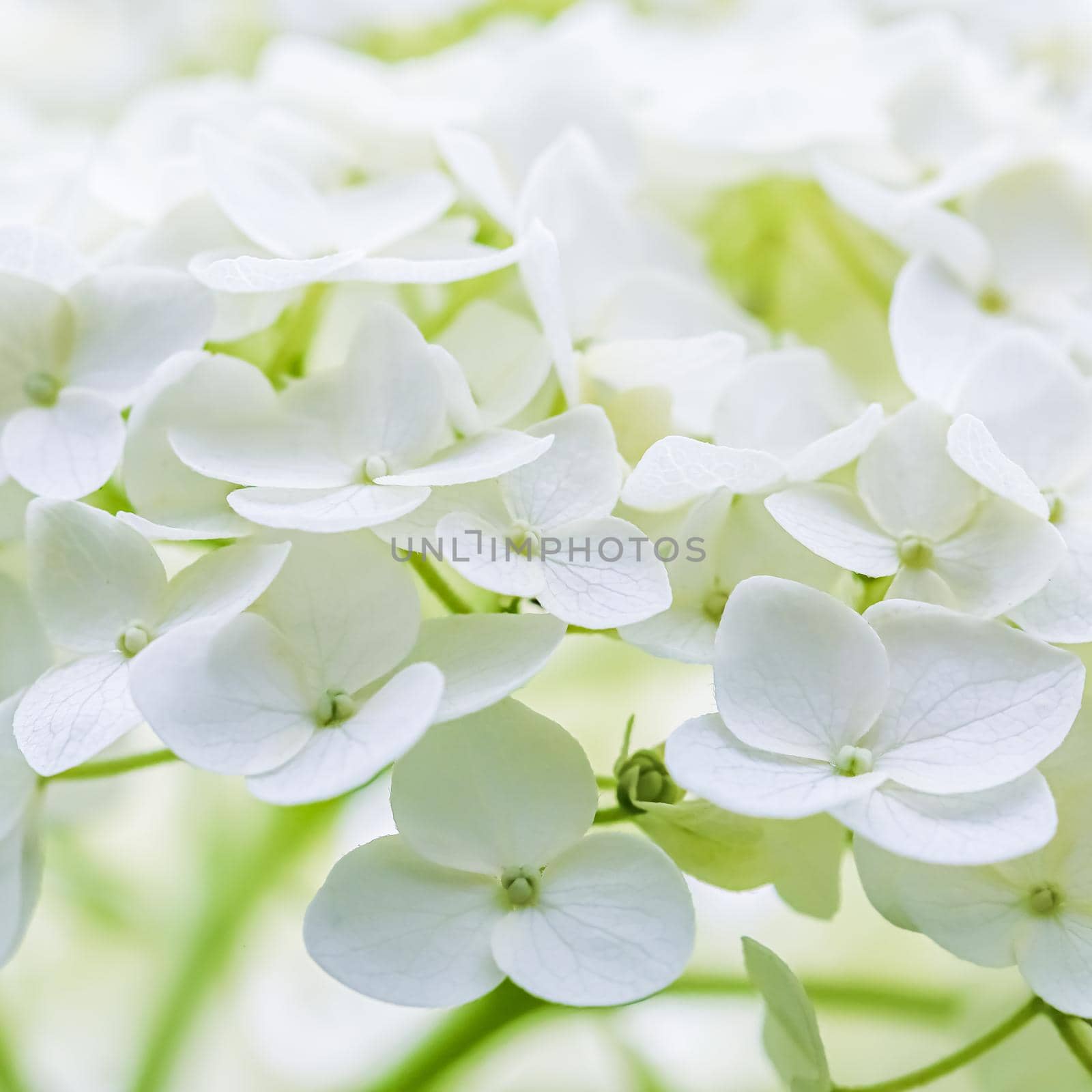 Background of white flowers. Hydrangea or hortensia in blossom.