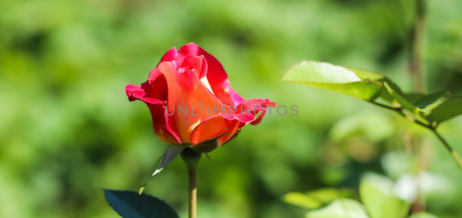 Beautiful red rose in the garden on a sunny day. Ideal for background greeting cards