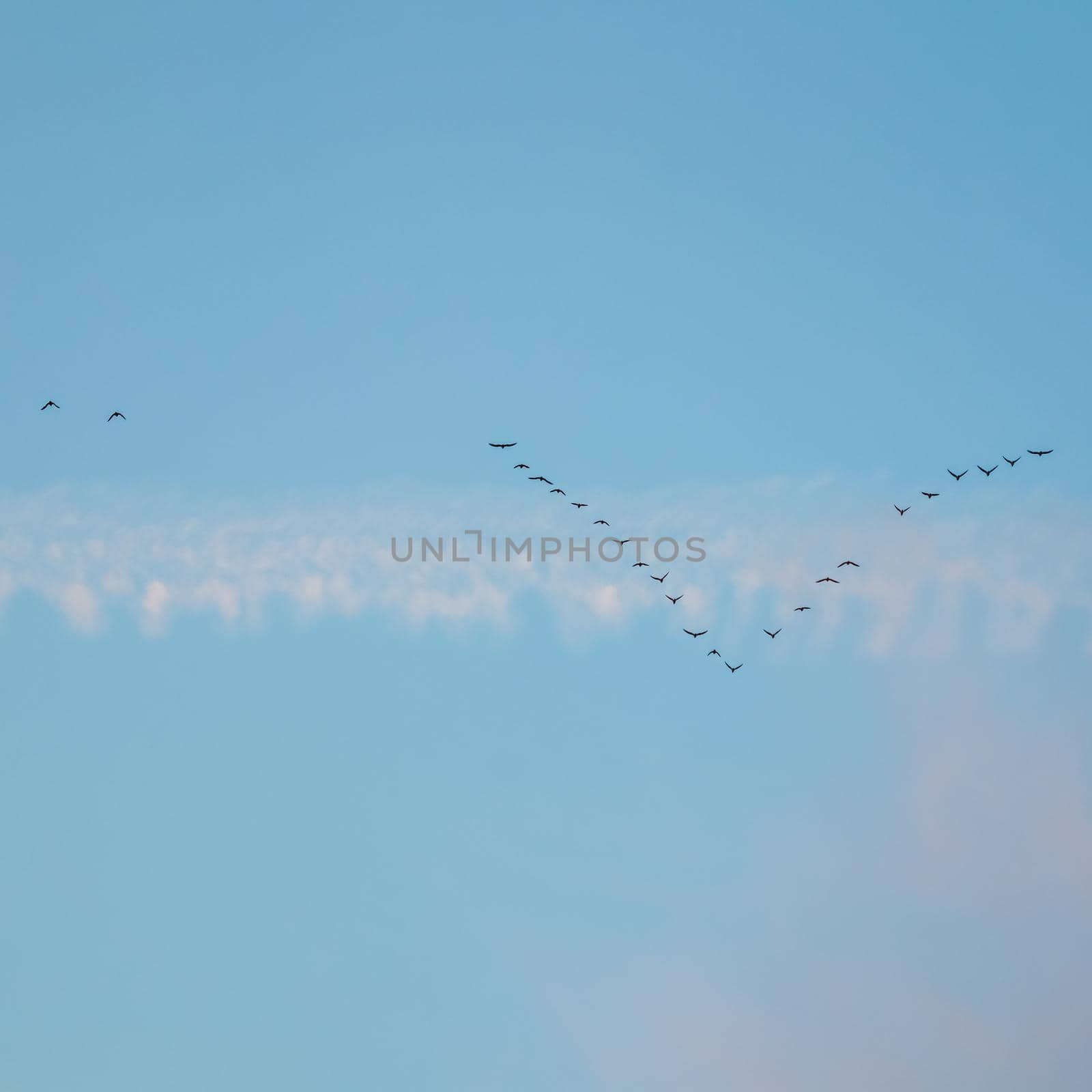 Flock of wild birds flying in a wedge against blue sky with white and pink clouds in sunset The concept of avian migratory