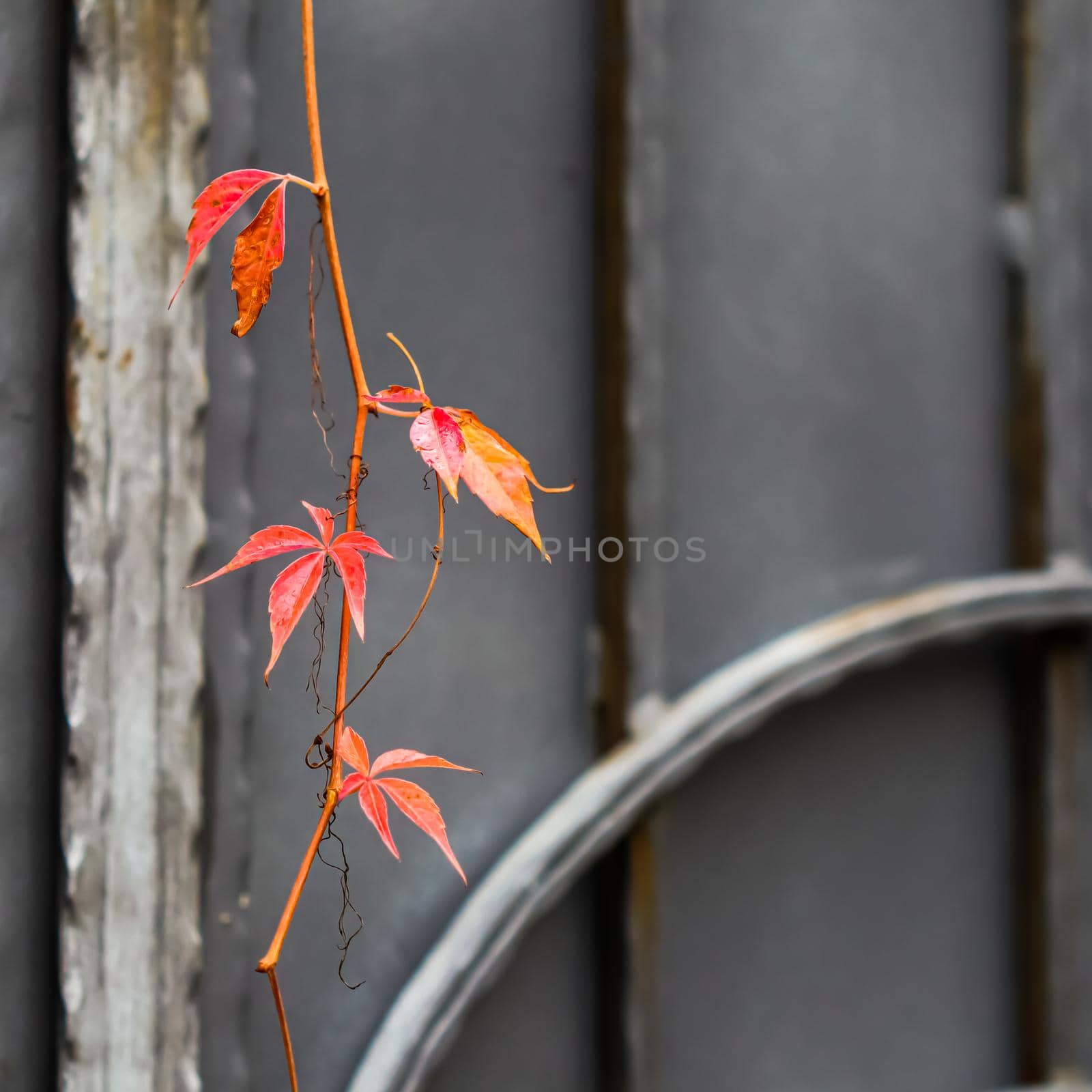 Autumn red leaves of girlish grape on gray metal gate with forging elements