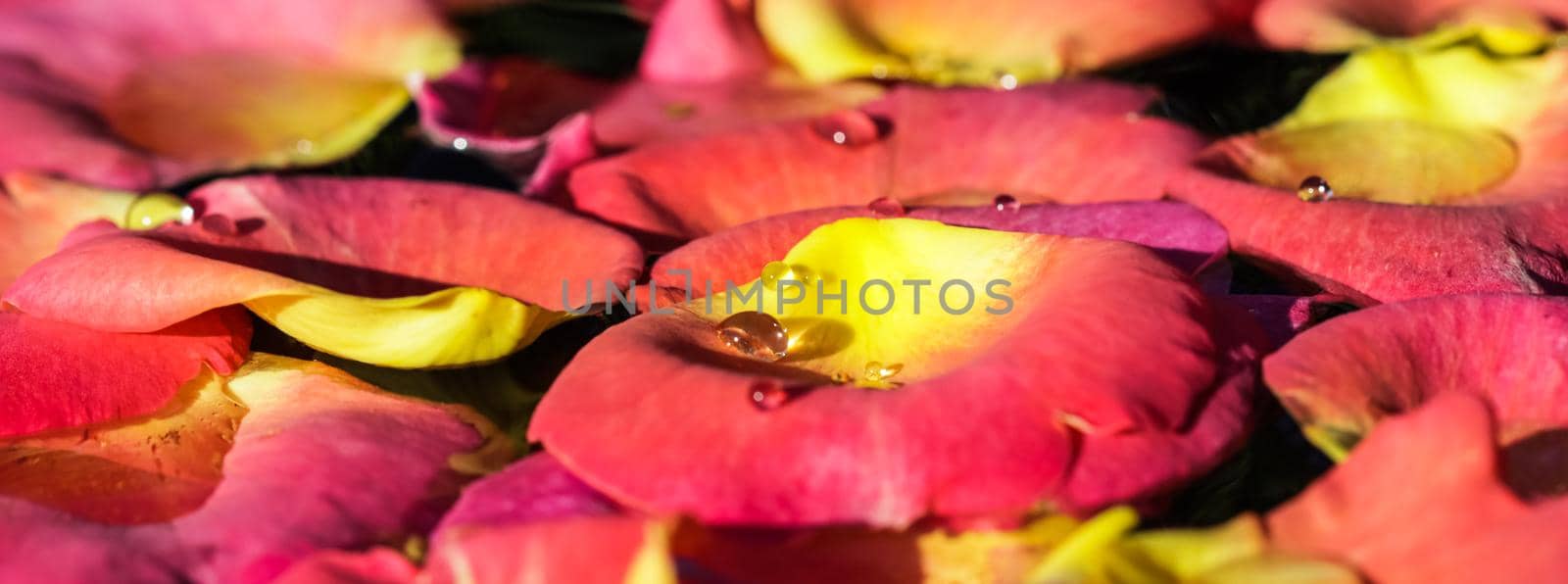 Red yellow rose petals with drops of water. Aromatherapy and spa concept. Blurred floral background by Olayola