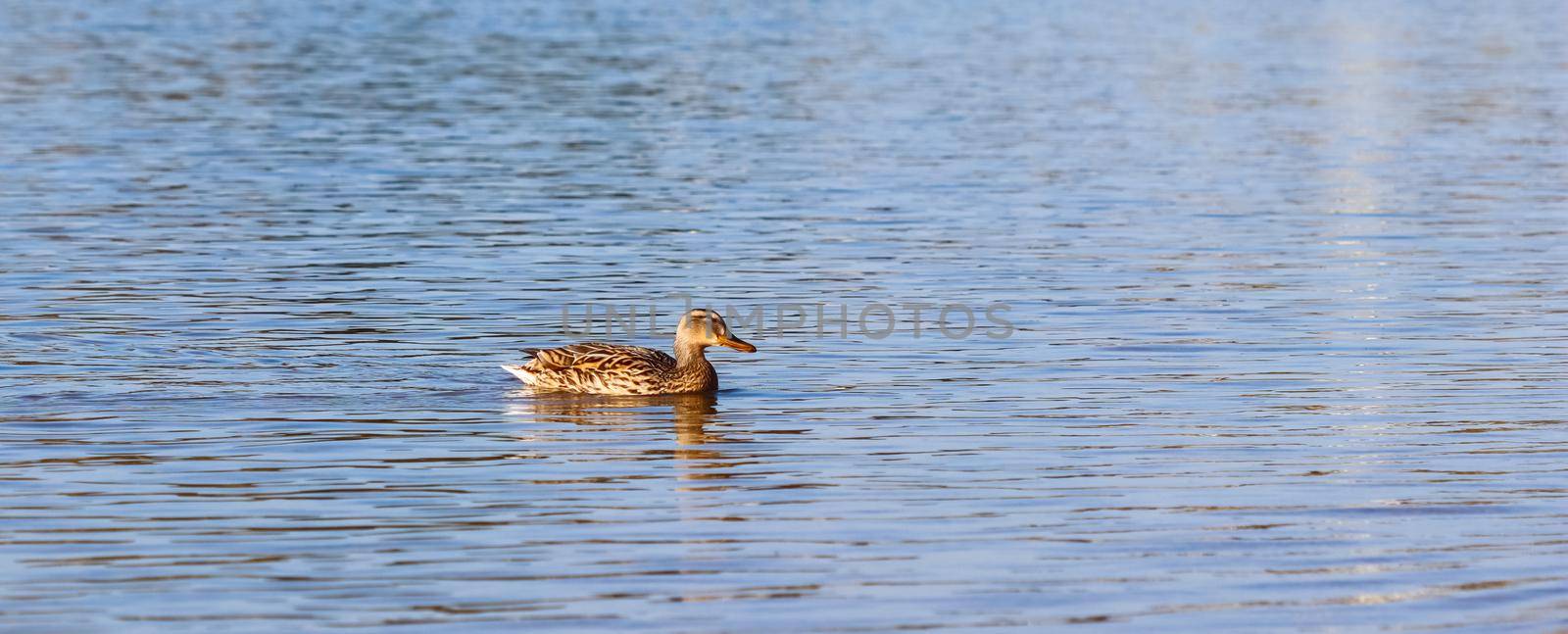 Mallard duck (Anas platyrhynchos) swimming on a lake by Olayola