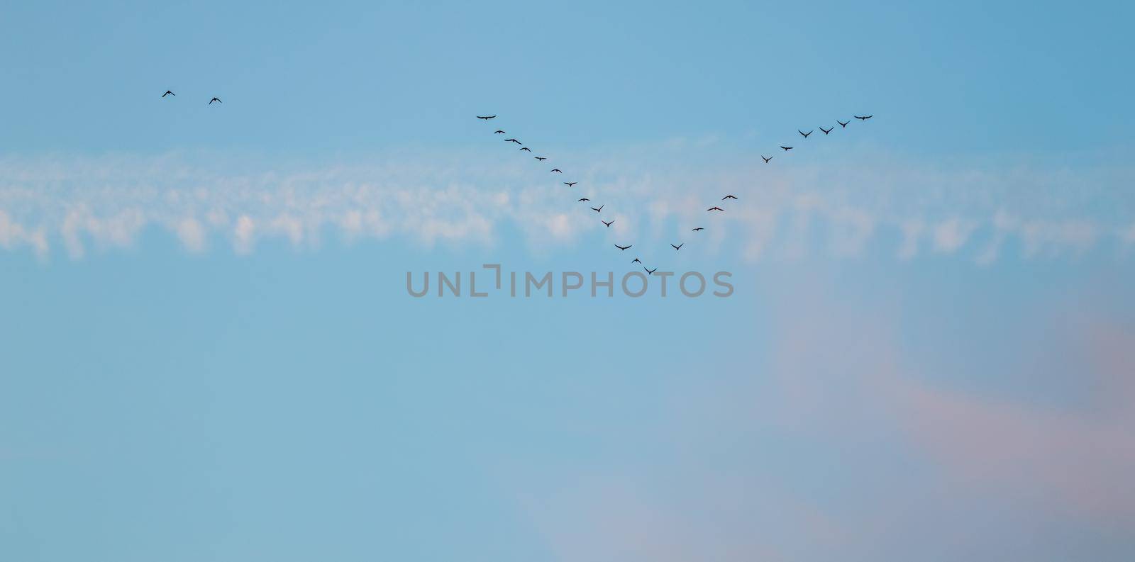 Flock of wild birds flying in a wedge against blue sky with white and pink clouds in sunset by Olayola