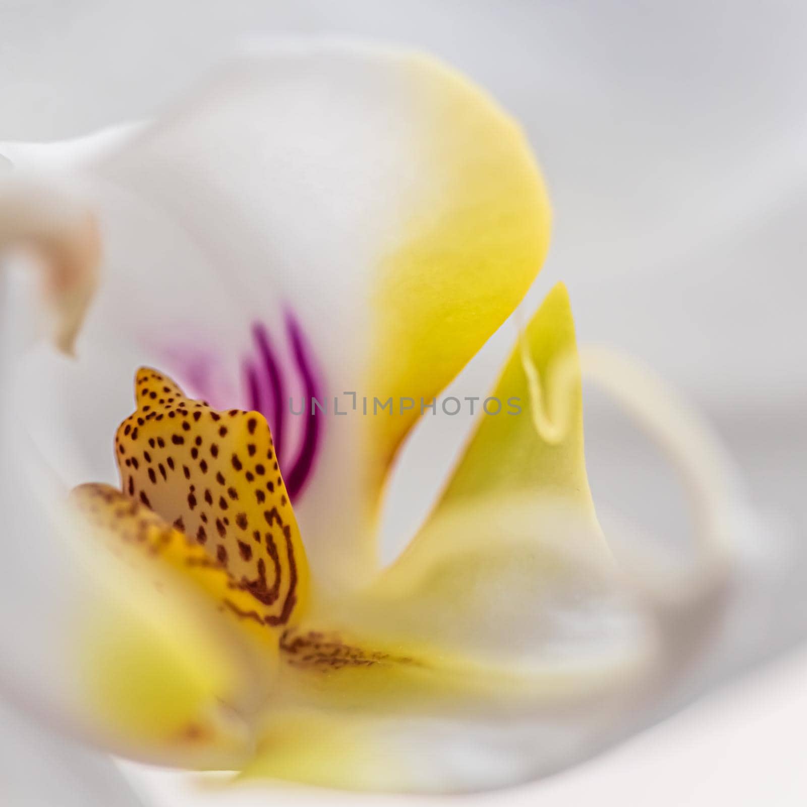 White orchid phalaenopsis flower fragment. Macro. Floral background by Olayola