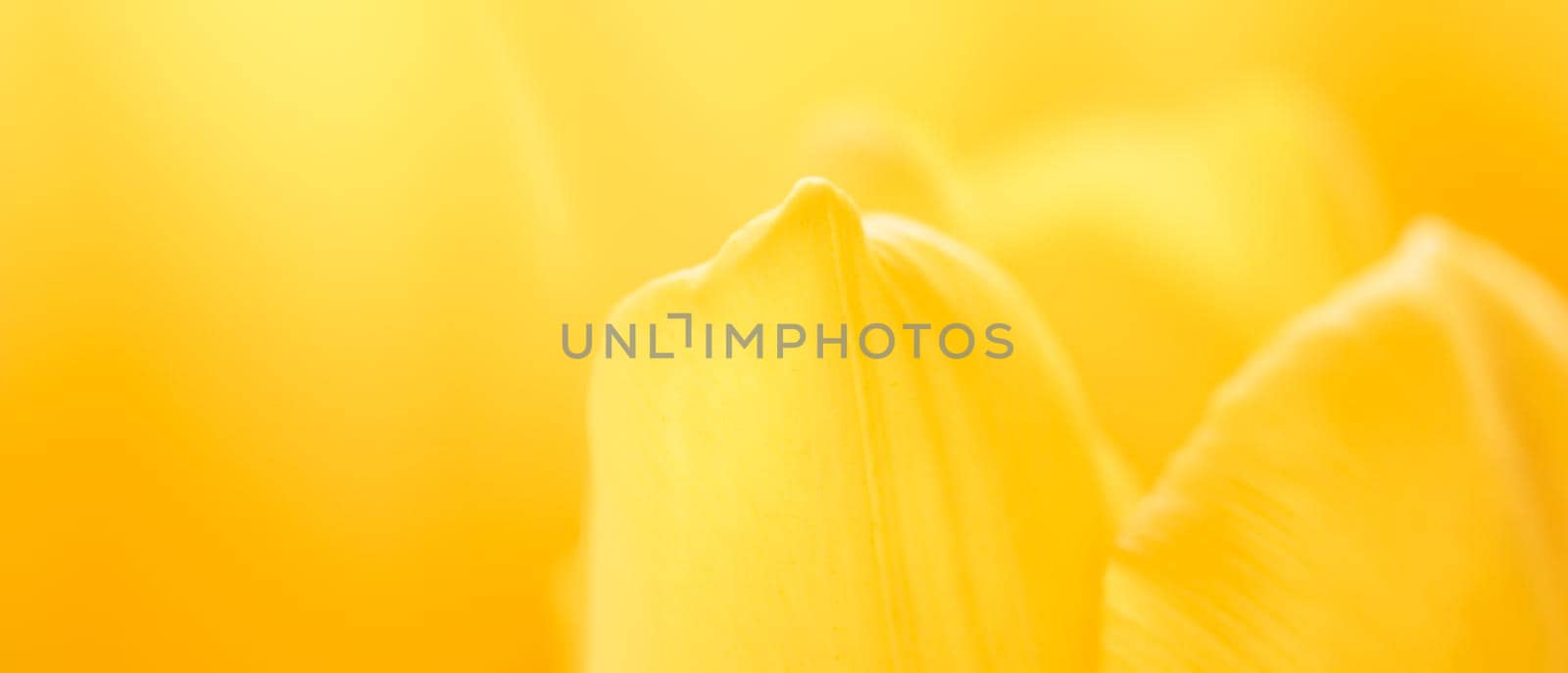 Abstract floral background, yellow tulip flower. Macro flowers backdrop for holiday brand design. Botanical concept