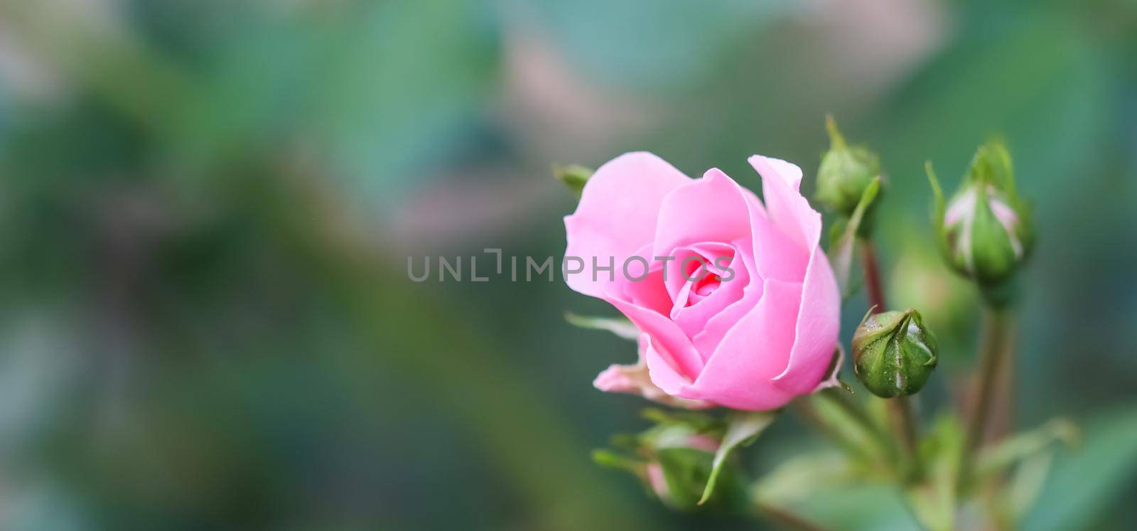 Soft pink rose Bonica with buds in the garden. Perfect for background of greeting cards for birthday, Valentine's Day and Mother's Day by Olayola