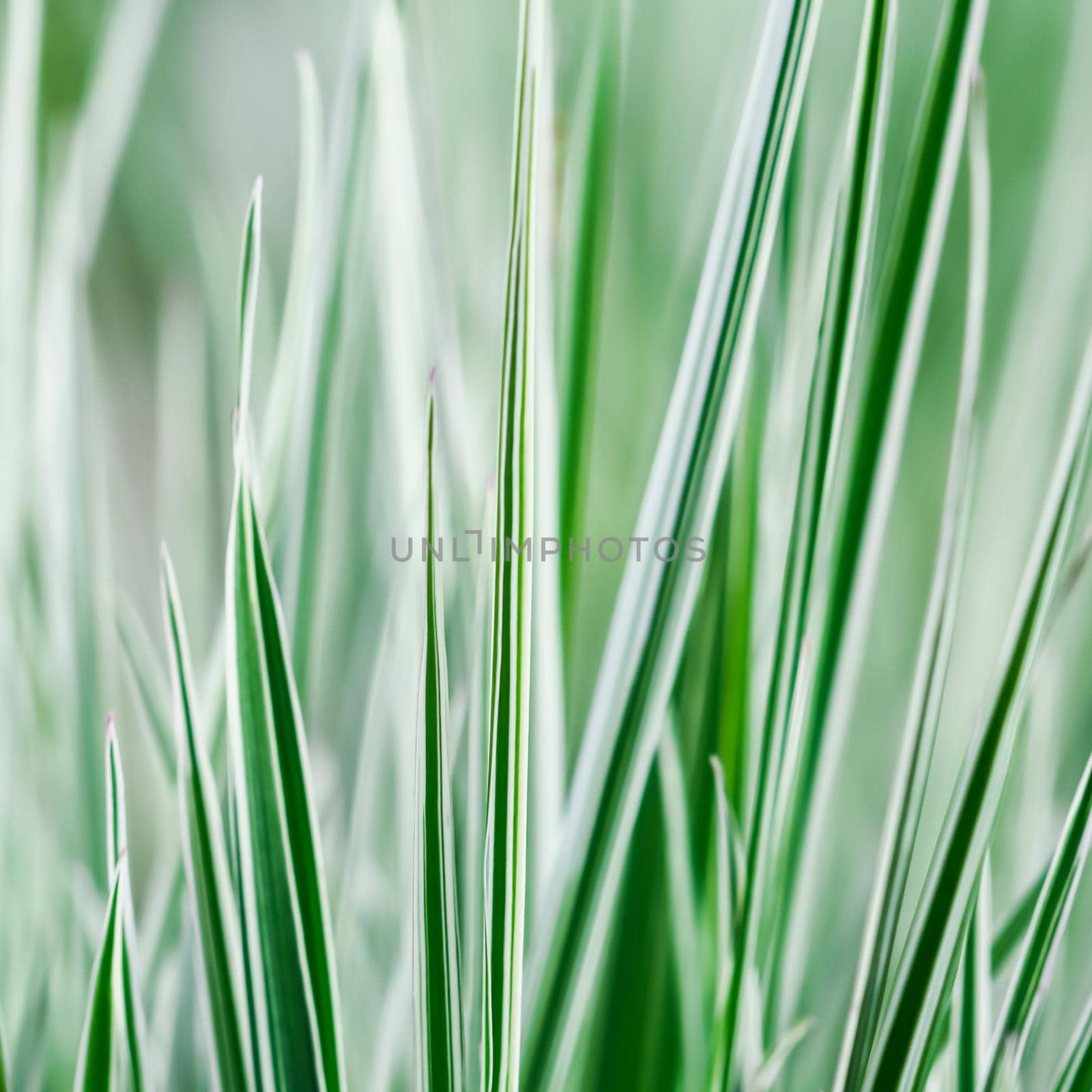 Decorative green and white striped grass. Arrhenatherum elatius bulbosum variegatum. Soft focus. Natural background.