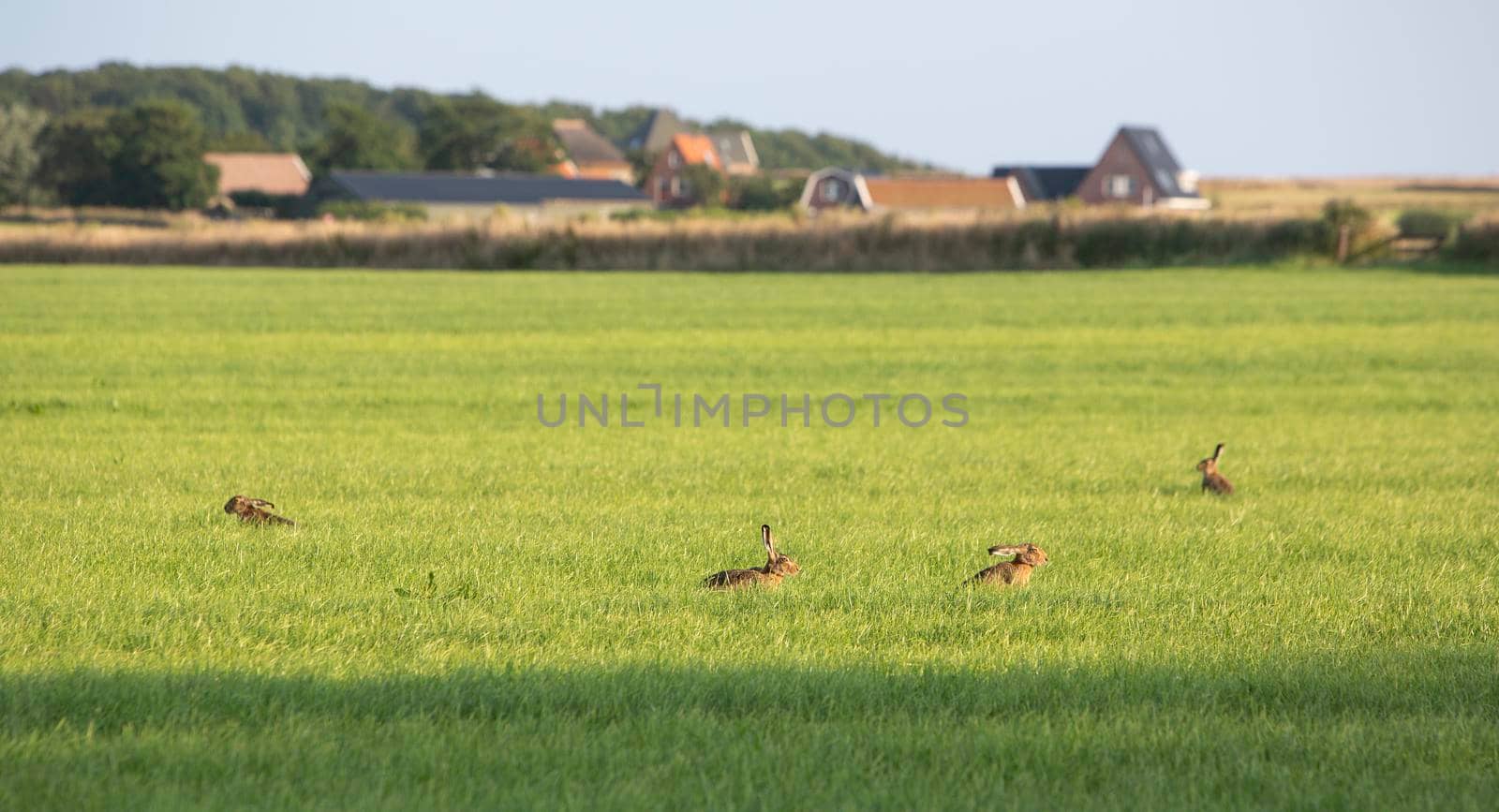 four hares in green grassy meadow on dutch island of texel under blue sky in summer with pricked ears