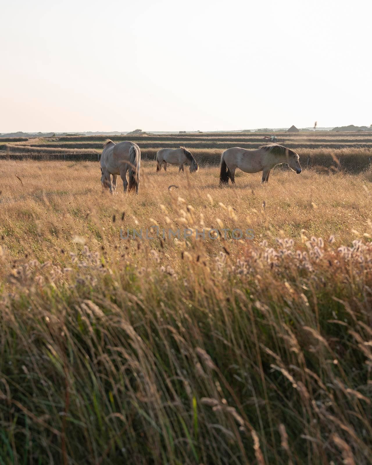 three horses backlit by evening sun in dry meadow landscape on island of texel in holland