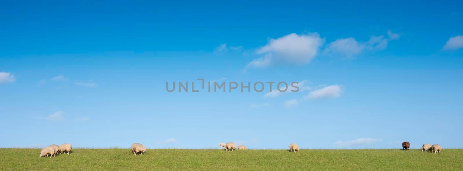 sheep on grass dike under blue sky on island of texel in the netherlands