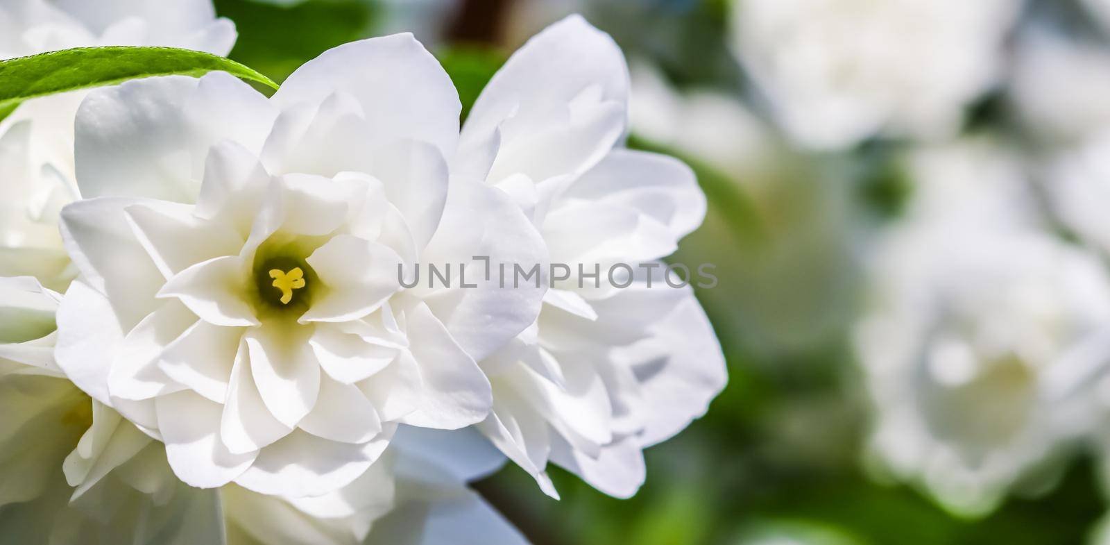White terry jasmine flowers in the garden. Macro floral background