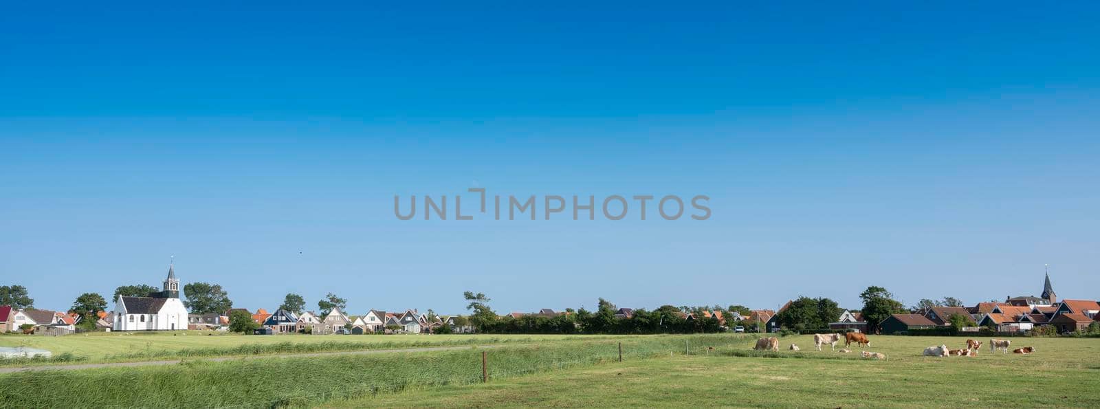 meadow landscape with cows and village of oudeschild in the background on dutch island of texel under blue sky in the netherlands