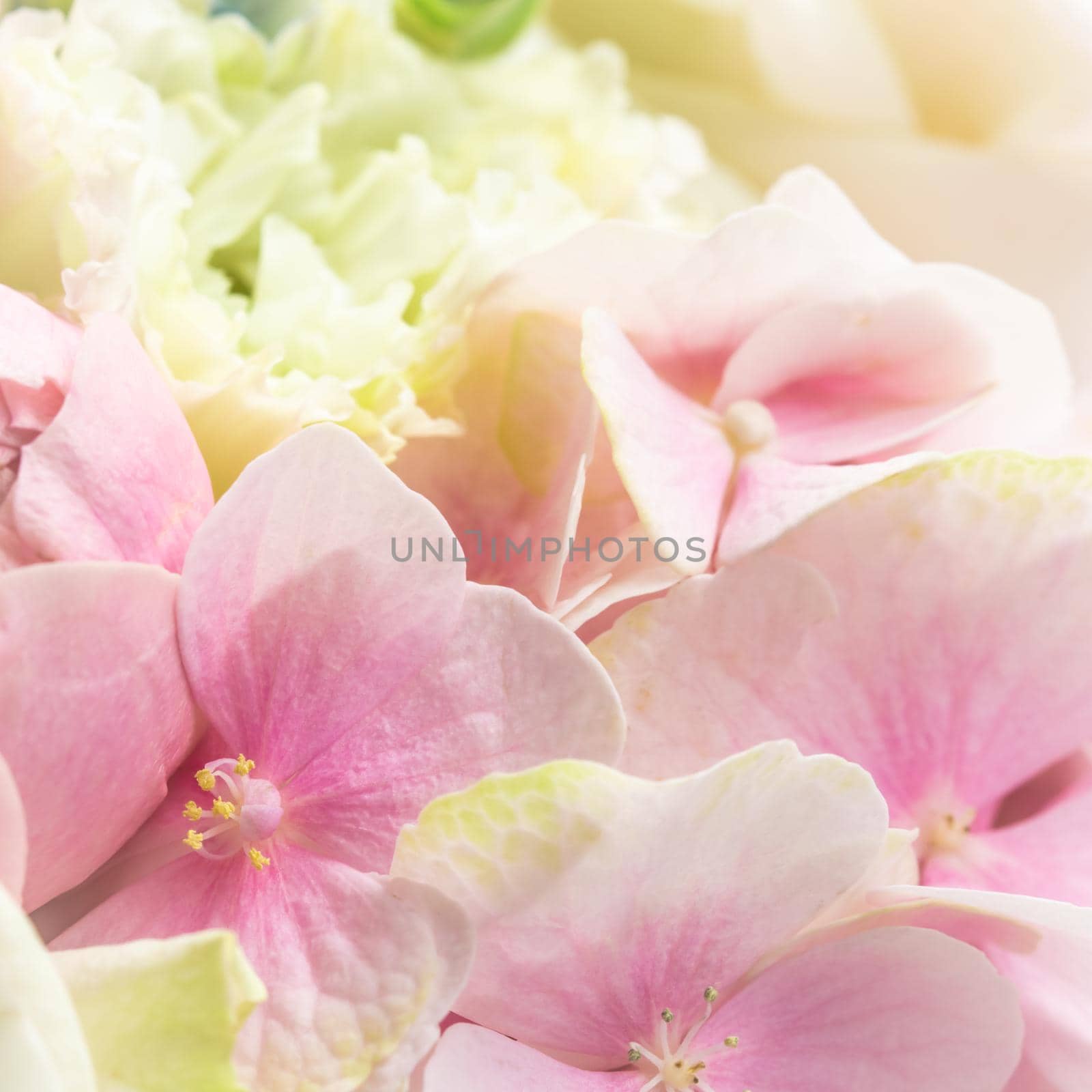 Background of pink flowers. Hydrangea or hortensia in blossom. by Olayola