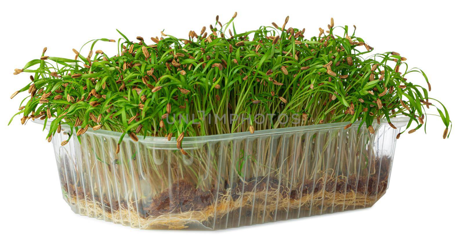 Micro green sprouts of fennel isolated on white background