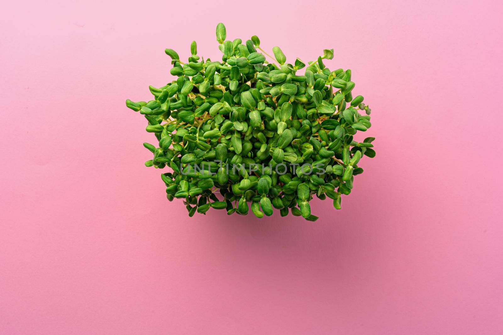 Micro green growing sprouts on pink background, top view, copy space