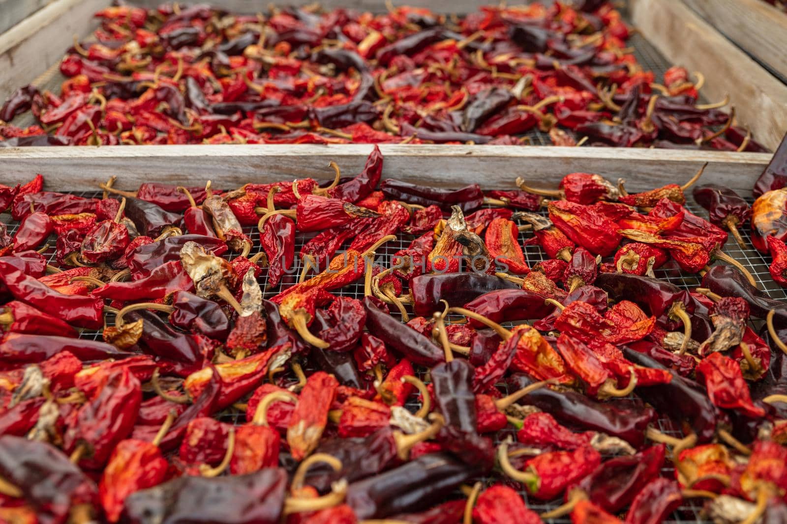 Espelette peppers drying on wooden dryer