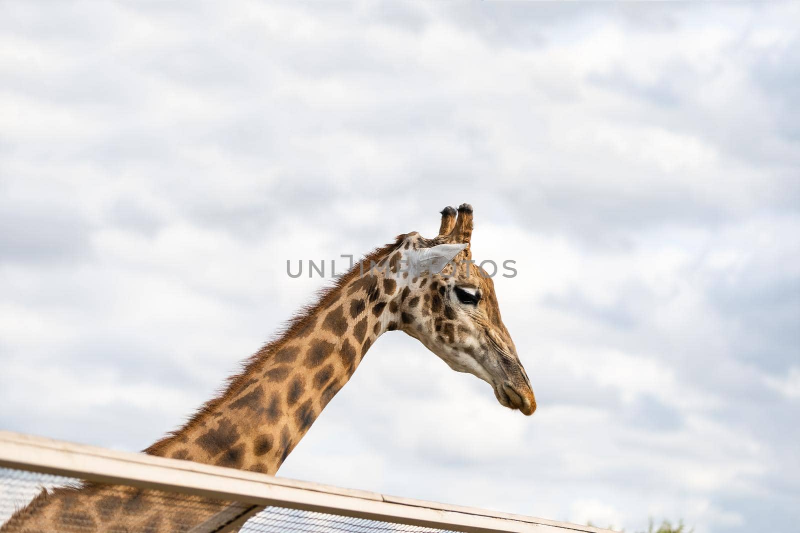 Portrait of a curious giraffe over blue sky with white clouds in wildlife