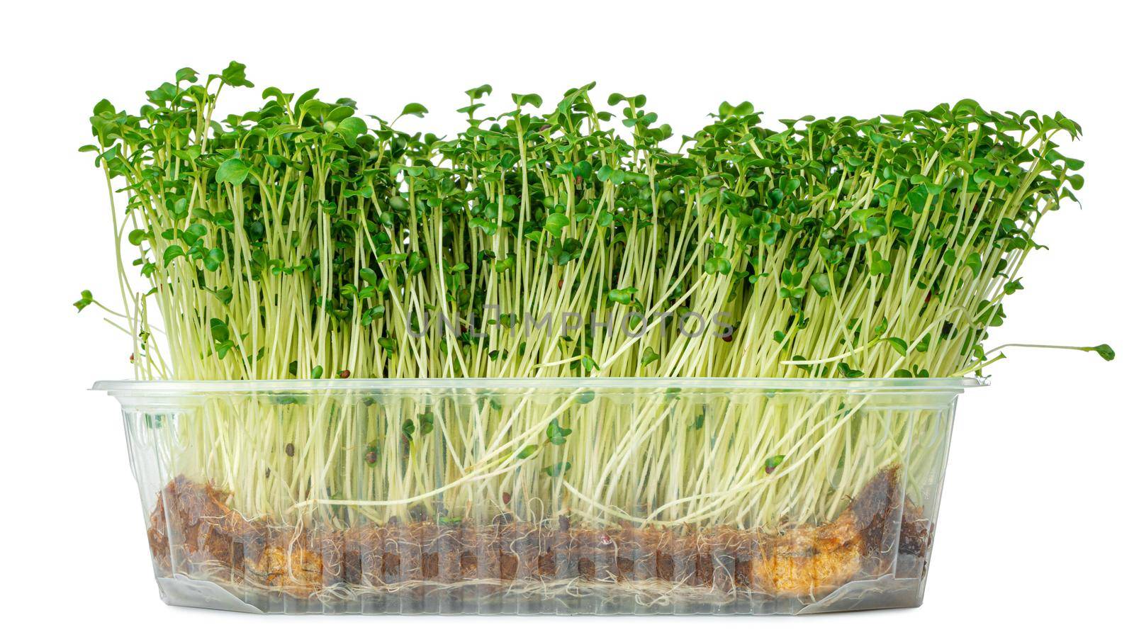 Micro green sprouts of watercress salad isolated on white background