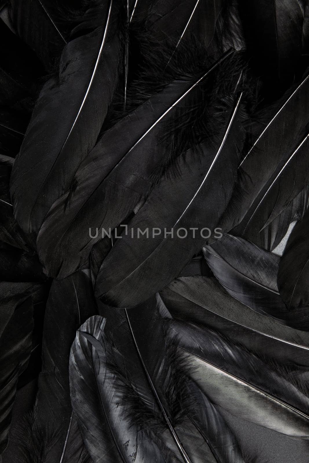 Black feather abstract background texture dark modern design, peace of bird wing concept