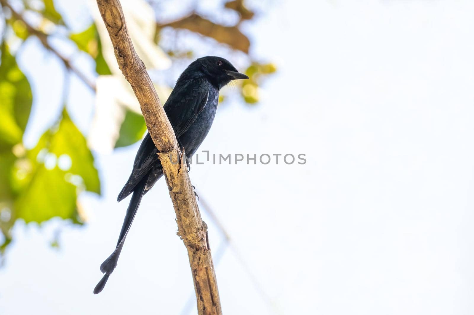 Image of Greater Racquet-tailed Drongo (Dicrurus paradiseus) perched on a branch on nature background. Bird. Animals.