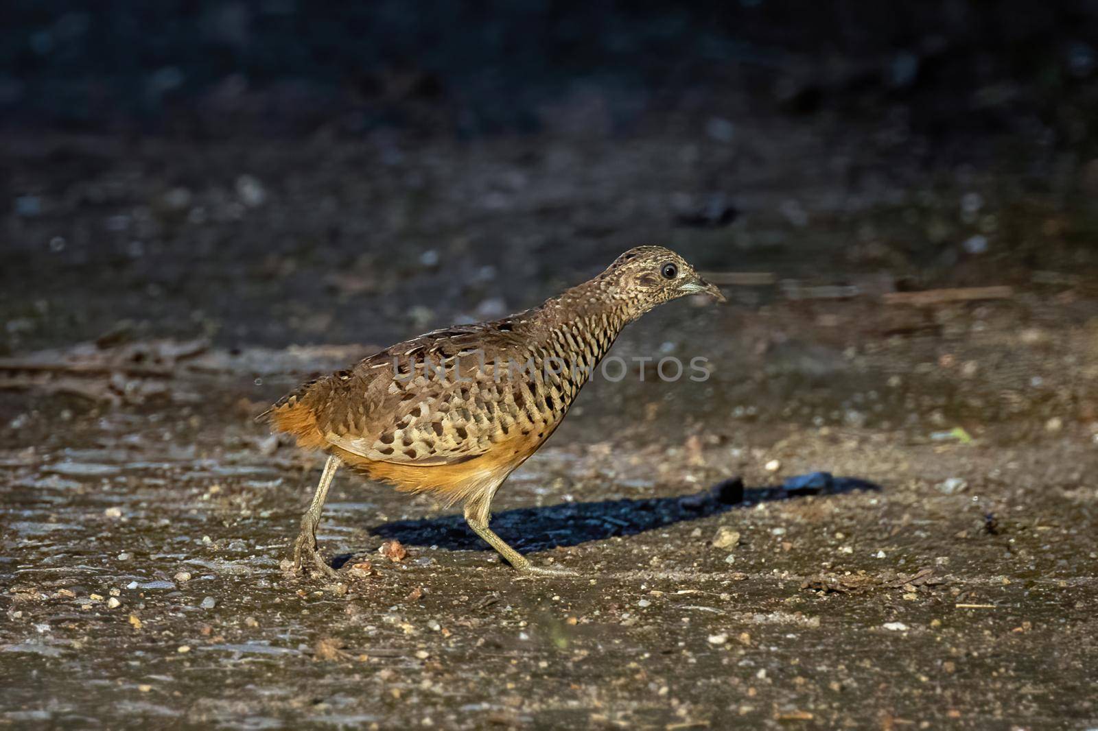 Image of Barred Buttonquail (Turnix suscitator) on nature background. Bird, Animals. by yod67