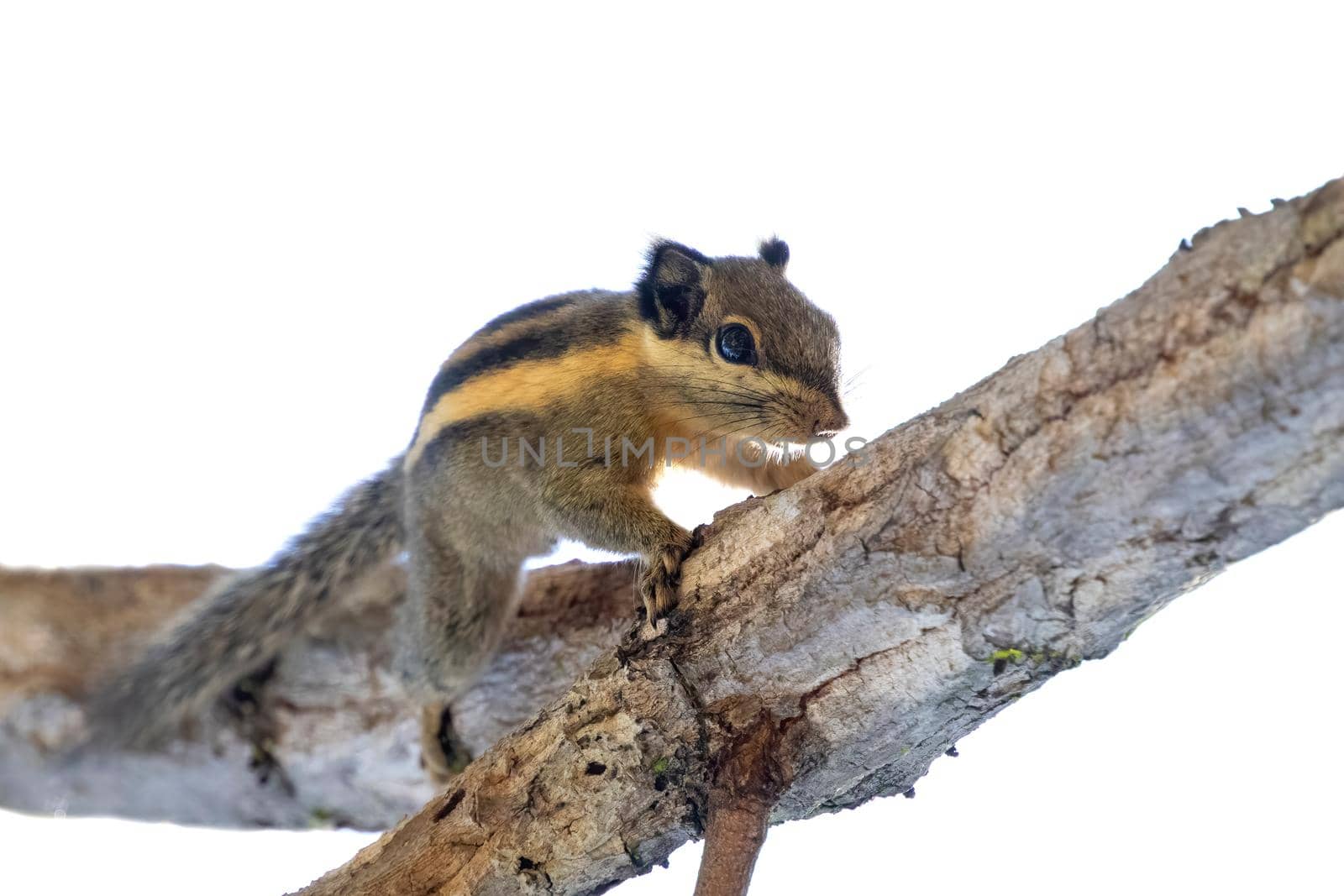 Imags of himalayan striped squirrel or burmese striped squirrel(Tamiops mcclellandii)on a tree. Wild Animals. by yod67