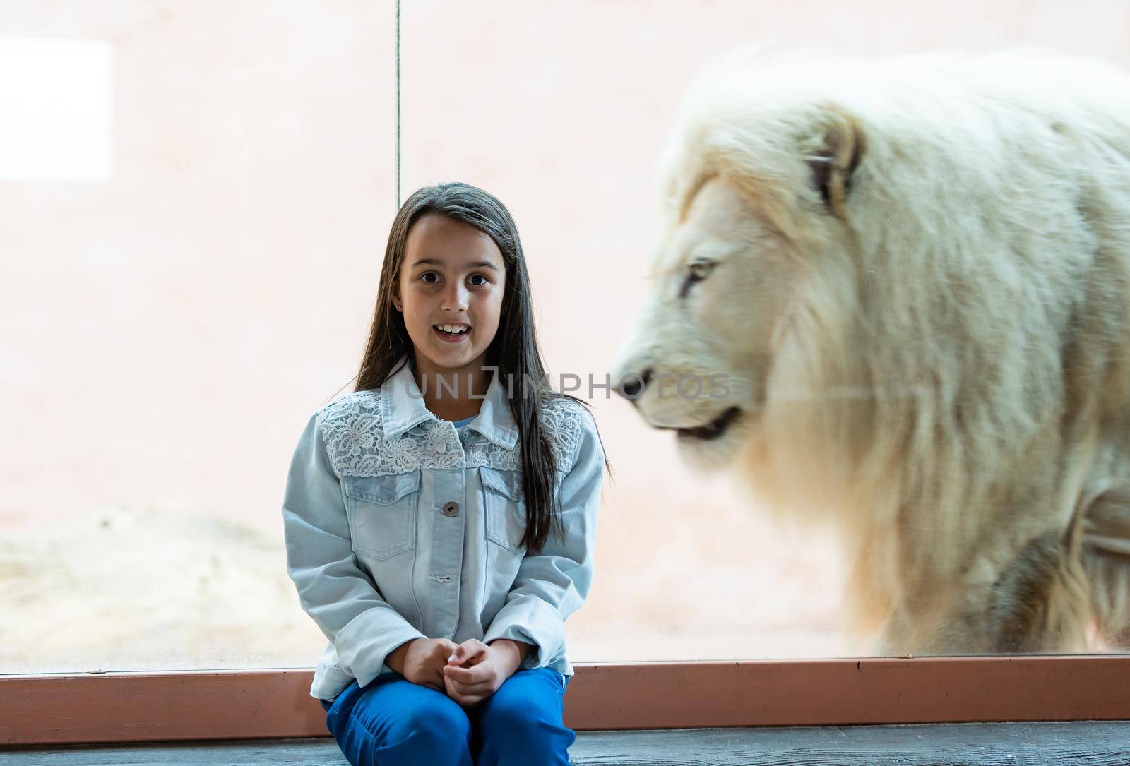 little girl and lion behind glass at the zoo