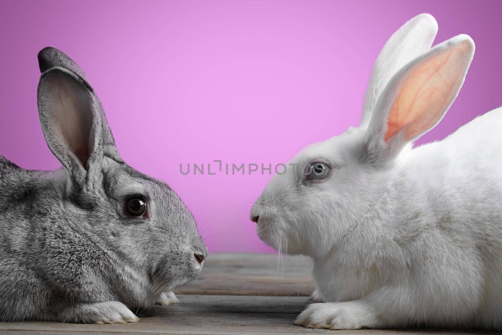 Couple of rabbits look at each other on a pink background