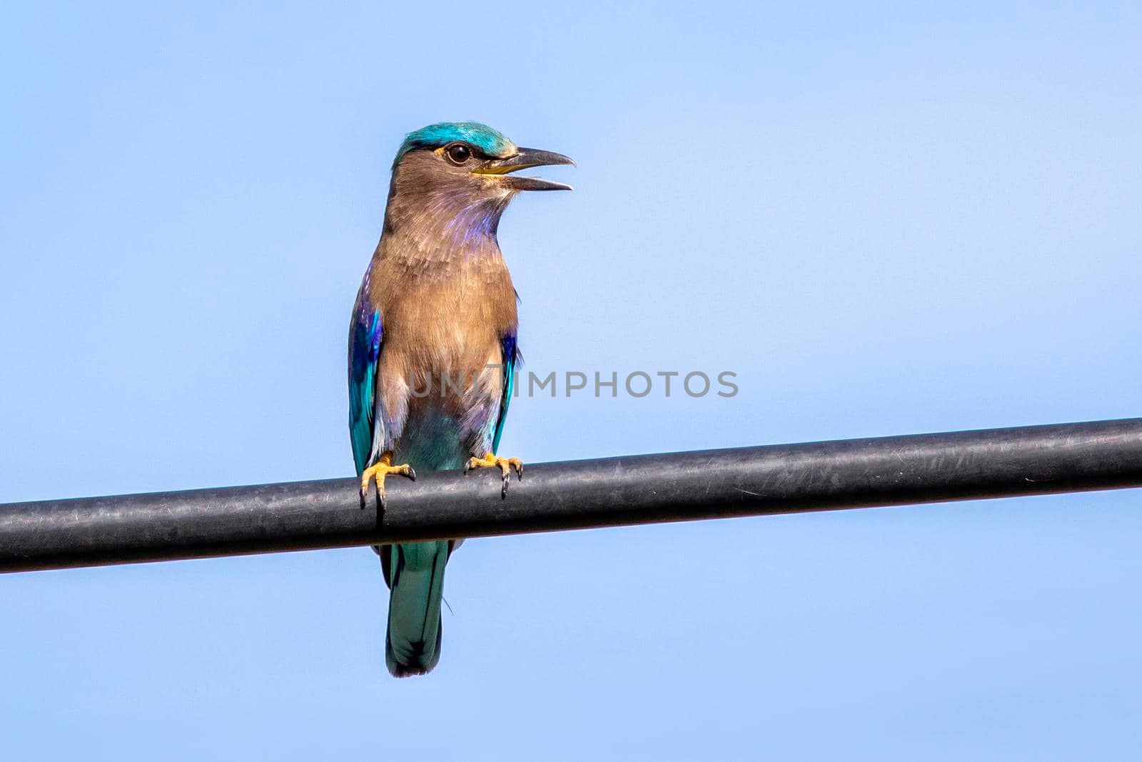 Image of indochinese roller bird(Coracias affinis) on nature background. Bird. Animals.