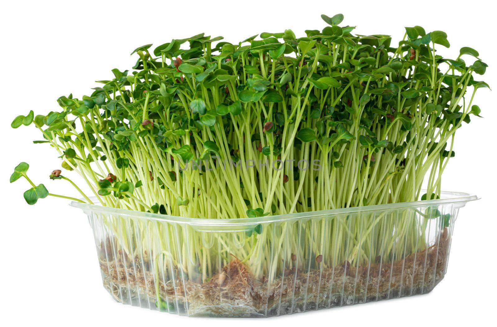 Radish daikon micro green sprouts isolated on white background