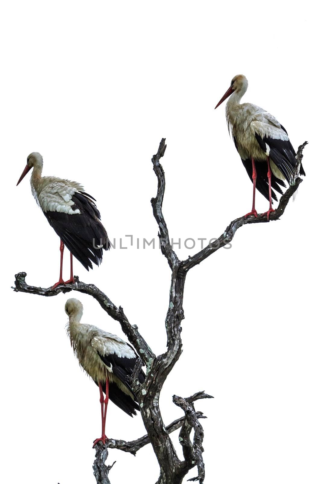 White Stork in Kruger National park, South Africa by PACOCOMO